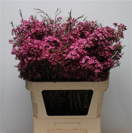 <h4>Chamelauc Mb Violet</h4>