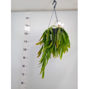 Pseudorhipsalis ramulosa