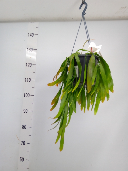 <h4>Pseudorhipsalis ramulosa</h4>