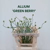 Allium Green Berry