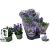 Gent R D Blue Heart