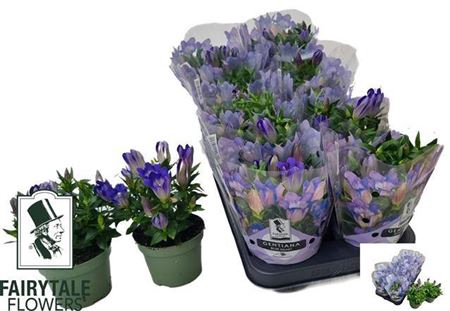 Gent R D Blue Heart
