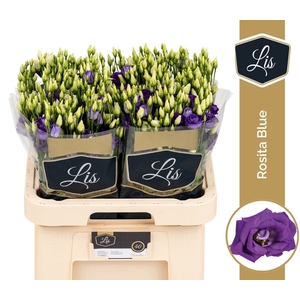 Lisianthus do rosita blue