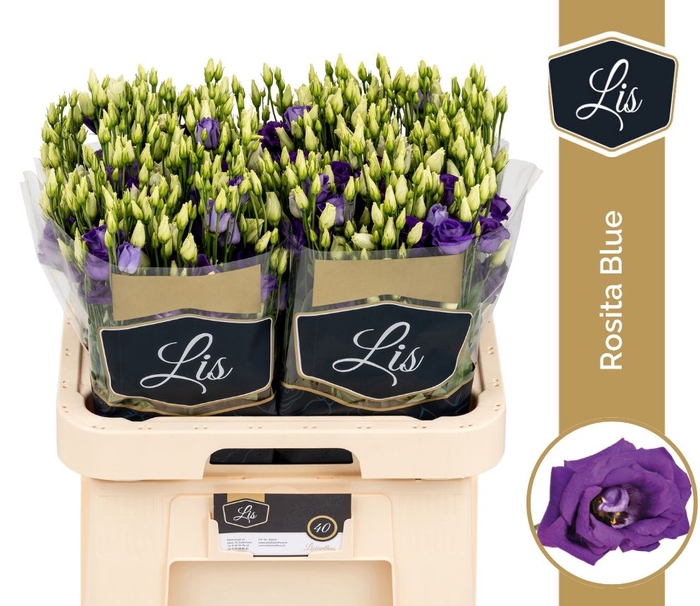 <h4>Lisianthus do rosita blue</h4>