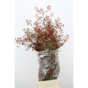 ROSA FAIR JEWEL XXL