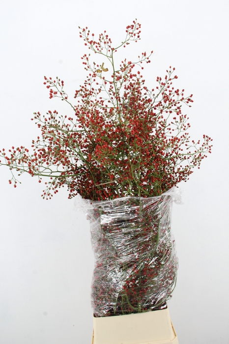 <h4>ROSA FAIR JEWEL XXL</h4>