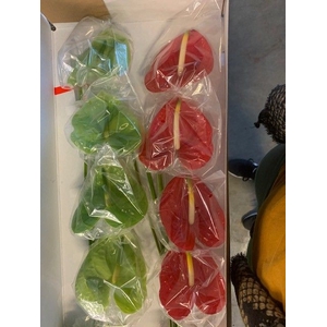 Anthurium Mix