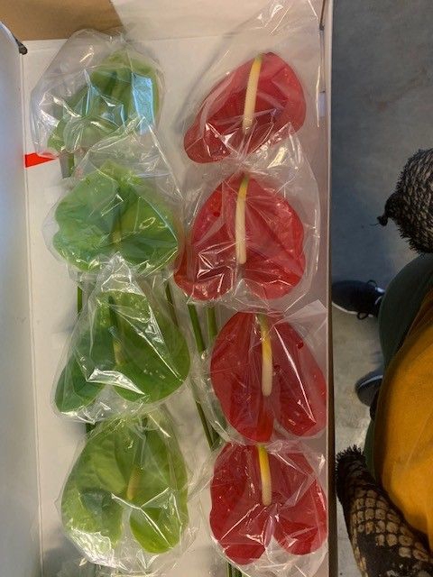 <h4>Anthurium Mix</h4>