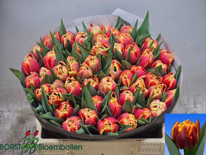 <h4>TU DU MARAX PRIDE</h4>