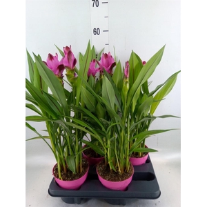 Curcuma alism. 'Siam Splash'