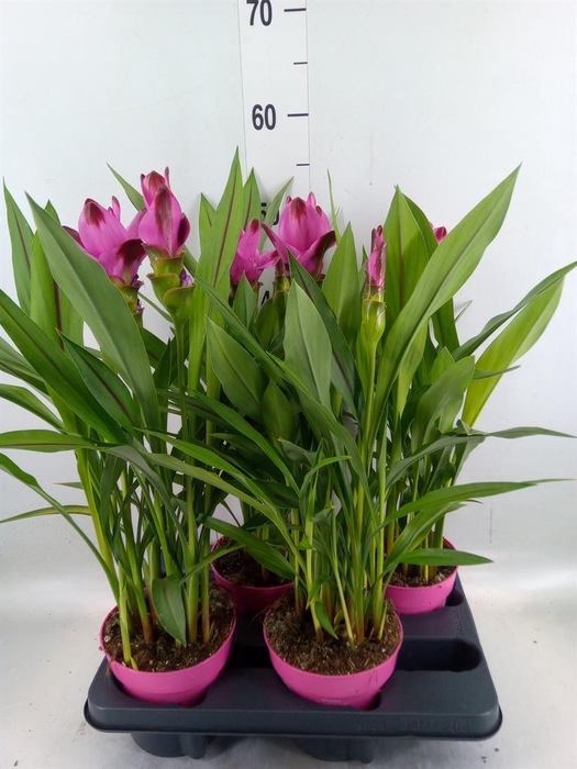 <h4>Curcuma alism. 'Siam Splash'</h4>