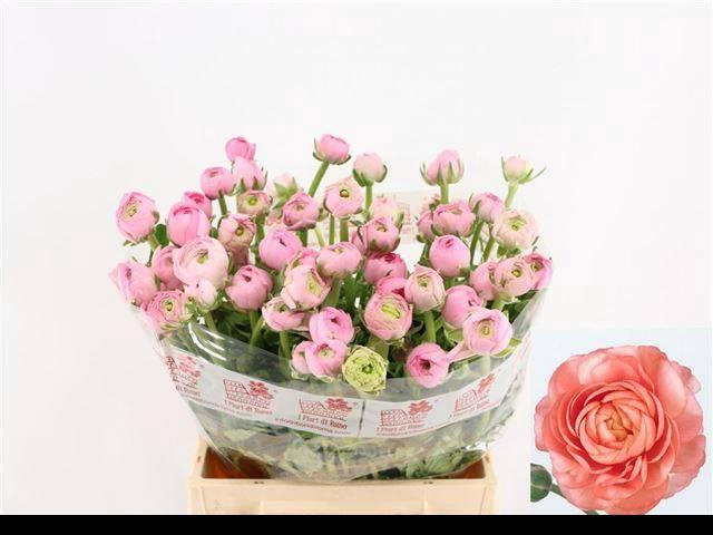 <h4>RAN EL PINK</h4>