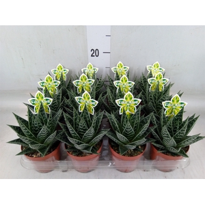 Aloe aristata 'Tiki Tahi'