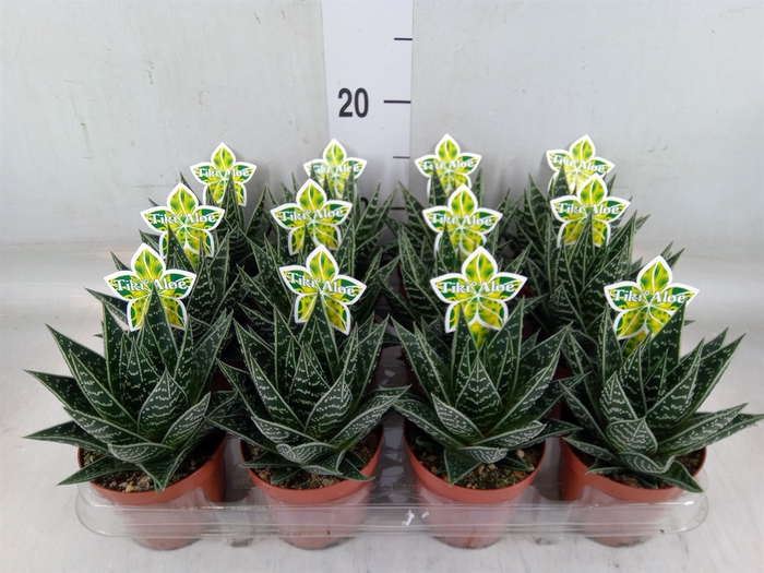 <h4>Aloe aristata 'Tiki Tahi'</h4>