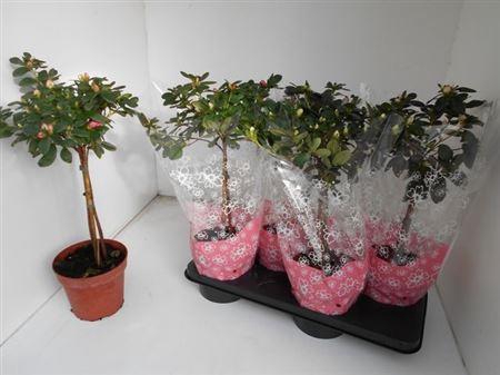 <h4>Rhodo Si Ov Stam</h4>