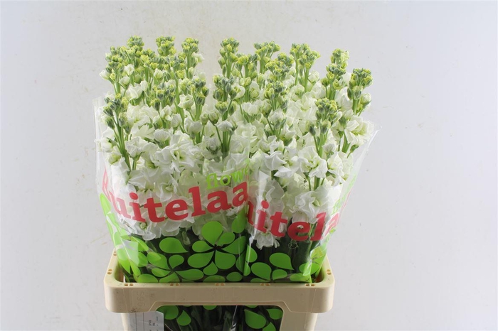 <h4>Matth Iron White</h4>