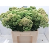 SEDUM SPECTABILE