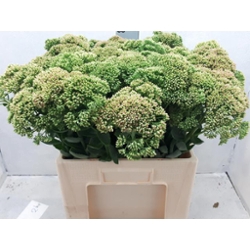 SEDUM SPECTABILE