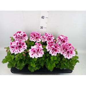 Pelargonium gran.   ..