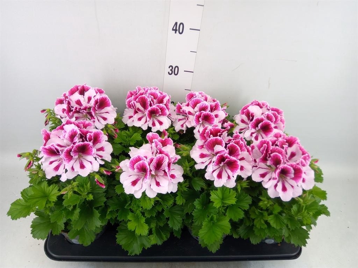 <h4>Pelargonium gran.   ..</h4>