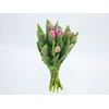 TULIPA ROSA ESCURO