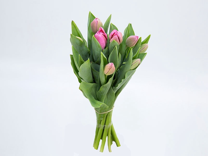 TULIPA ROSA ESCURO
