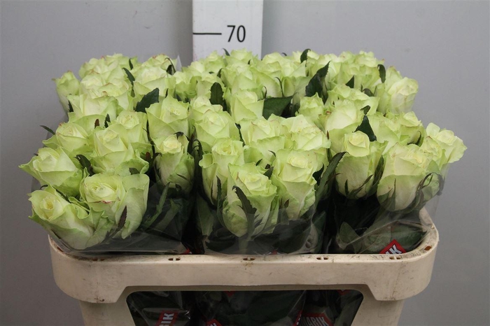 <h4>R Gr Athena</h4>