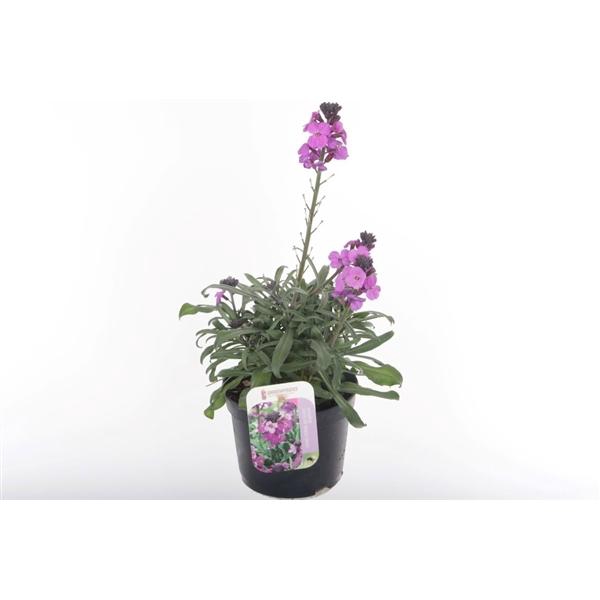 <h4>Erysimum linifolium 'Bowles Mauve'</h4>