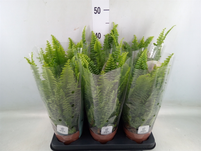 <h4>Nephrolepis exal. 'Green Lady'</h4>