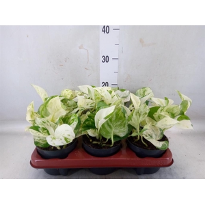 Epipremnum pinn. 'Happy Leaf'