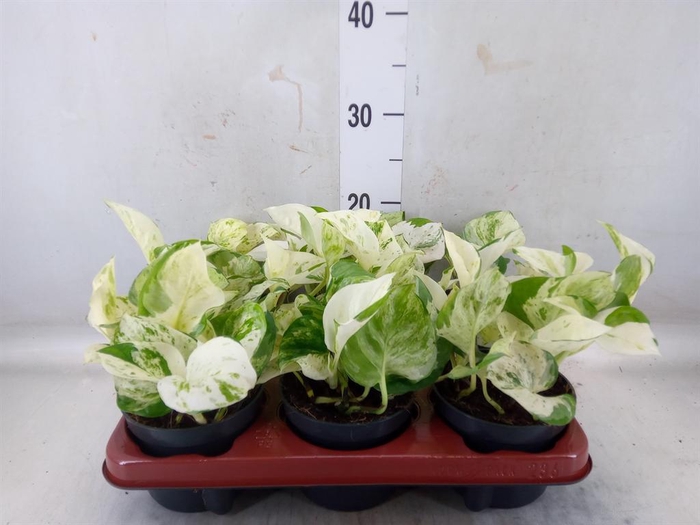 <h4>Epipremnum pinn. 'Happy Leaf'</h4>