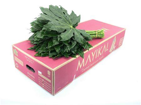 <h4>Aralia 50cm</h4>