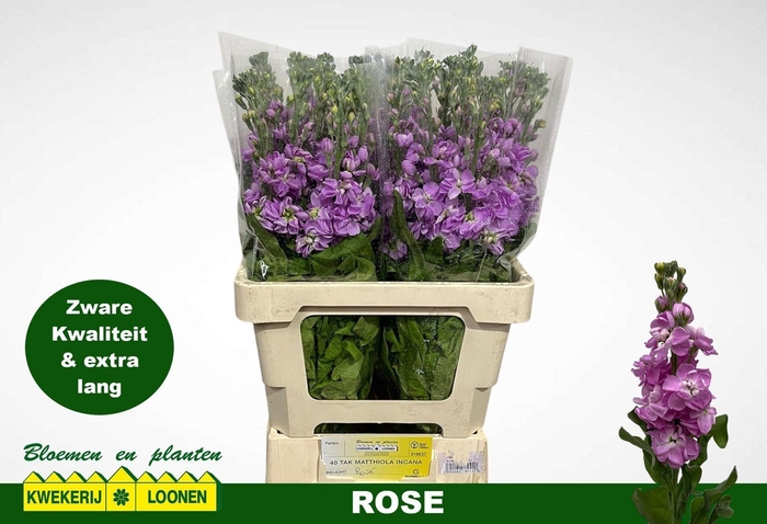 <h4>MATTH MILLA ROSE</h4>