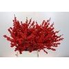 Ilex Rood
