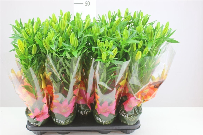 <h4>Lilium Az Tiny Ranger 3pp Yellow</h4>