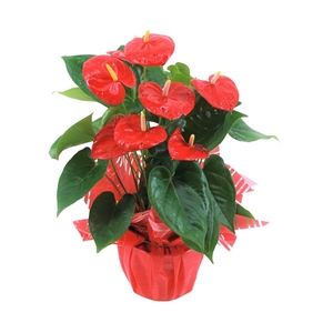 Anthurium XL.88 Aloha Red 17cm met rondello