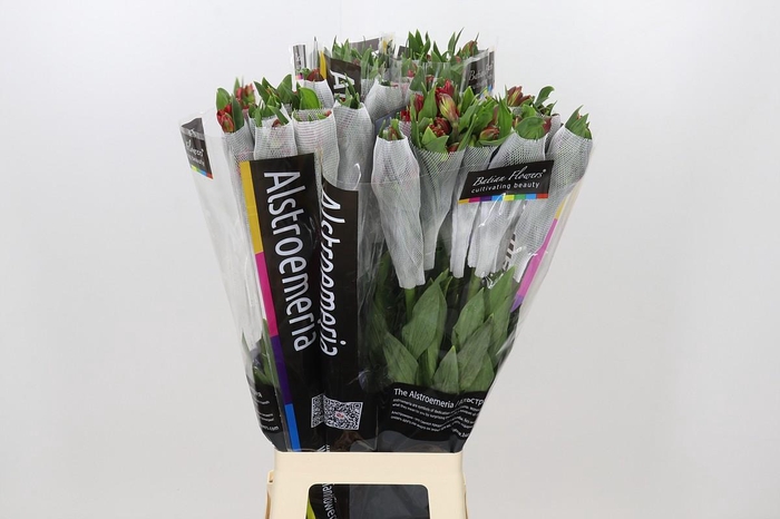 <h4>Alstroemeria Adele</h4>