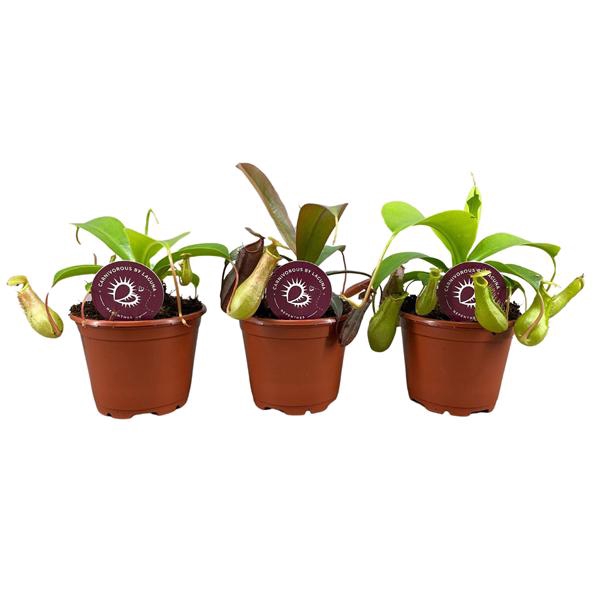 <h4>Nepenthes mix 8,5 cm</h4>