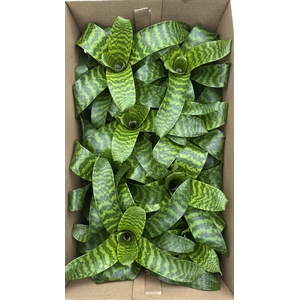 Vriesea Hieroglyphica EXCLUSIEF (Decorum)