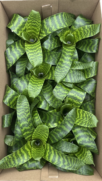 <h4>Vriesea Hieroglyphica EXCLUSIEF (Decorum)</h4>