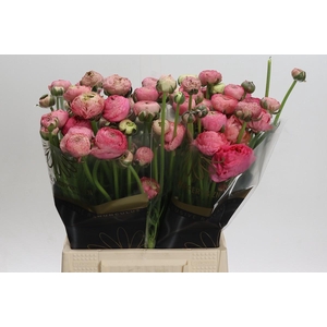 Ranunculus 'Aazur Antique Rose'