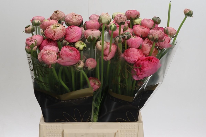 <h4>Ranunculus 'Aazur Antique Rose'</h4>