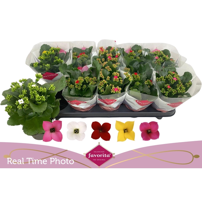 <h4>KAL EN GEM 5 KL</h4>