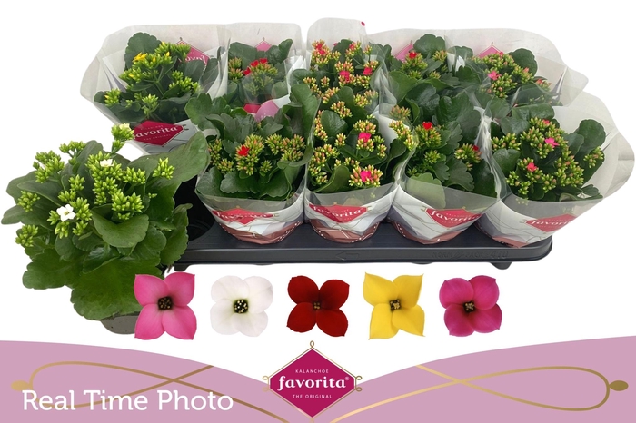 <h4>KAL EN GEM 5 KL</h4>