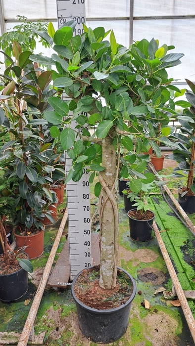 <h4>Ficus benghalensis 'Audrey'</h4>