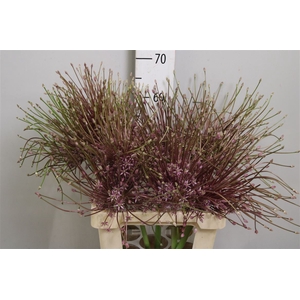 Allium Schubertii