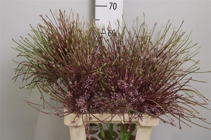 <h4>Allium Schubertii</h4>
