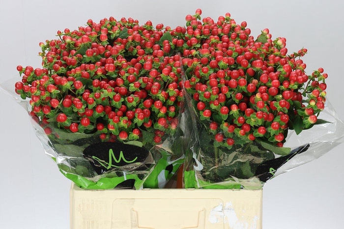 <h4>Hyp Tomato Flair</h4>