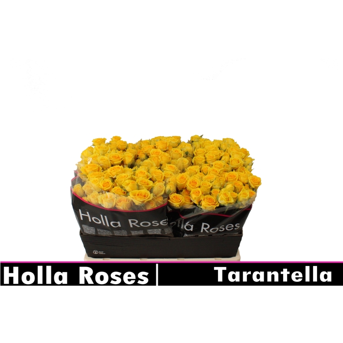 <h4>Tarantella</h4>