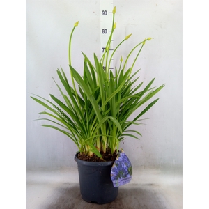 Agapanthus TR 'Dr. Brouwer'